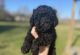 Poodle Puppies for sale in Baton Rouge, LA, USA. price: NA