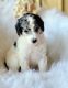 Poodle Puppies for sale in Cache, OK 73527, USA. price: $2,500
