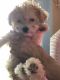 Poodle Puppies for sale in 1991 GA-198, Carnesville, GA 30521, USA. price: $1,200