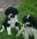 Poodle Puppies for sale in Burns, OR 97720, USA. price: $1,200