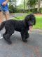 Poodle Puppies for sale in Savannah, GA, USA. price: $1,500