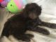 Poodle Puppies for sale in Lanett, AL 36863, USA. price: NA