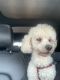 Poodle Puppies for sale in Smyrna, GA, USA. price: $700