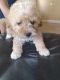 Poodle Puppies for sale in Stockton, CA, USA. price: NA
