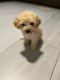 Poodle Puppies for sale in Houston, TX, USA. price: $400