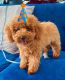 Poodle Puppies for sale in Miami, FL, USA. price: NA