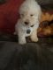 Poodle Puppies for sale in Porterville, CA 93257, USA. price: NA