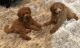Poodle Puppies for sale in Penn Hills, PA 15235, USA. price: NA