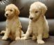 Poodle Puppies for sale in Bastrop, TX 78602, USA. price: $500