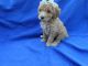 Poodle Puppies for sale in Hacienda Heights, CA, USA. price: NA