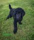 Poodle Puppies for sale in Rupert, ID 83350, USA. price: NA