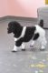 Poodle Puppies for sale in Fort Mill, SC, USA. price: NA