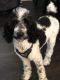 Poodle Puppies for sale in Anson, TX 79501, USA. price: NA
