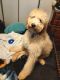 Poodle Puppies for sale in Beechmont, KY 42323, USA. price: NA