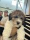 Poodle Puppies for sale in 21984 Juniper Crossing Dr, Roman Forest, TX 77357, USA. price: NA