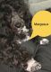 Poodle Puppies for sale in Baton Rouge, LA 70809, USA. price: NA