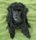 Poodle Puppies for sale in Westlake, OH 44145, USA. price: $750