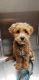 Poodle Puppies for sale in Webster, TX, USA. price: NA