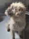 Poodle Puppies for sale in 64614 Co Rd 31, Goshen, IN 46528, USA. price: $100