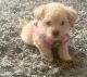 Poodle Puppies for sale in Houston, TX, USA. price: $900