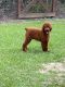 Poodle Puppies for sale in Galveston, TX 77550, USA. price: NA