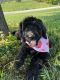 Poodle Puppies for sale in Greensburg, KY 42743, USA. price: NA