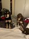 Poodle Puppies for sale in Prescott, AZ, USA. price: NA