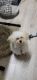 Poodle Puppies for sale in Jacksonville, FL 32207, USA. price: NA