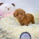 Poodle Puppies for sale in New York New York Casino, Las Vegas, NV 89109, USA. price: $400