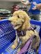 Poodle Puppies for sale in Mill Creek, WA, USA. price: $1,500