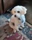 Poodle Puppies for sale in Richmond, TX, USA. price: NA
