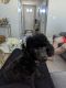 Poodle Puppies for sale in Pahrump, NV, USA. price: $1,500