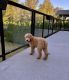 Poodle Puppies for sale in Evanston, IL, USA. price: NA