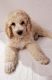 Poodle Puppies for sale in Round Rock, TX, USA. price: $750