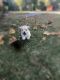 Poodle Puppies for sale in Dallas, TX, USA. price: $400