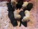 Poodle Puppies for sale in Hickory, NC, USA. price: $1,500