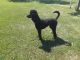 Poodle Puppies for sale in Aberdeen, SD 57401, USA. price: NA