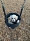Poodle Puppies for sale in 1966 Diablo Cir, Palm Bay, FL 32908, USA. price: $800