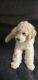 Poodle Puppies for sale in Round Rock, TX, USA. price: $650