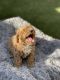 Poodle Puppies for sale in Las Vegas, NV 89128, USA. price: NA