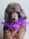 Poodle Puppies for sale in Newark, NJ 07106, USA. price: NA