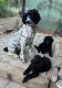 Poodle Puppies for sale in CA-9, California, USA. price: NA