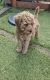 Poodle Puppies for sale in Florida Mall Ave, Orlando, FL 32809, USA. price: NA