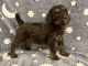 Poodle Puppies for sale in Chetek, WI 54728, USA. price: $800