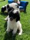 Poodle Puppies for sale in Fruitland, ID 83619, USA. price: NA