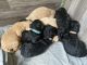 Poodle Puppies for sale in Newport, TN 37821, USA. price: NA