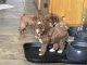 Poodle Puppies for sale in Okeechobee, FL, USA. price: NA