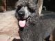 Poodle Puppies for sale in Memphis, TN 38122, USA. price: $40,000