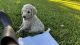 Poodle Puppies for sale in Willis, TX, USA. price: $1,000