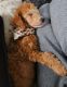 Poodle Puppies for sale in Swanton, OH 43558, USA. price: $400